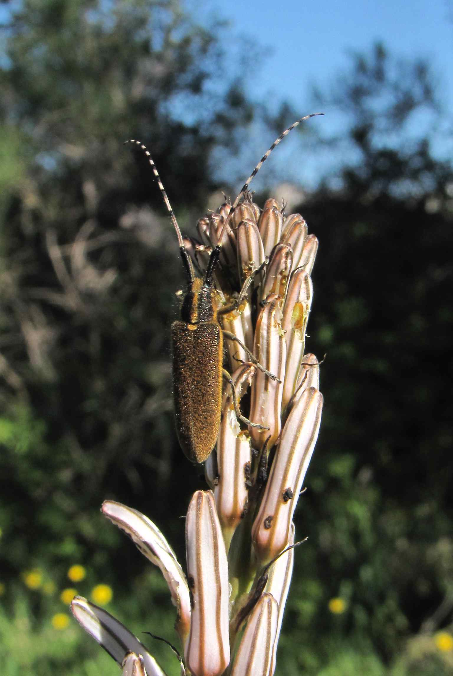 Agapanthia  da identificare